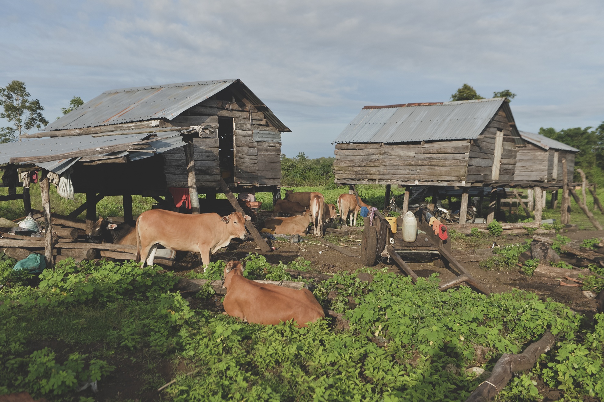 Tay Nguyen,  dan toc,  dong bao,  thieu so anh 7