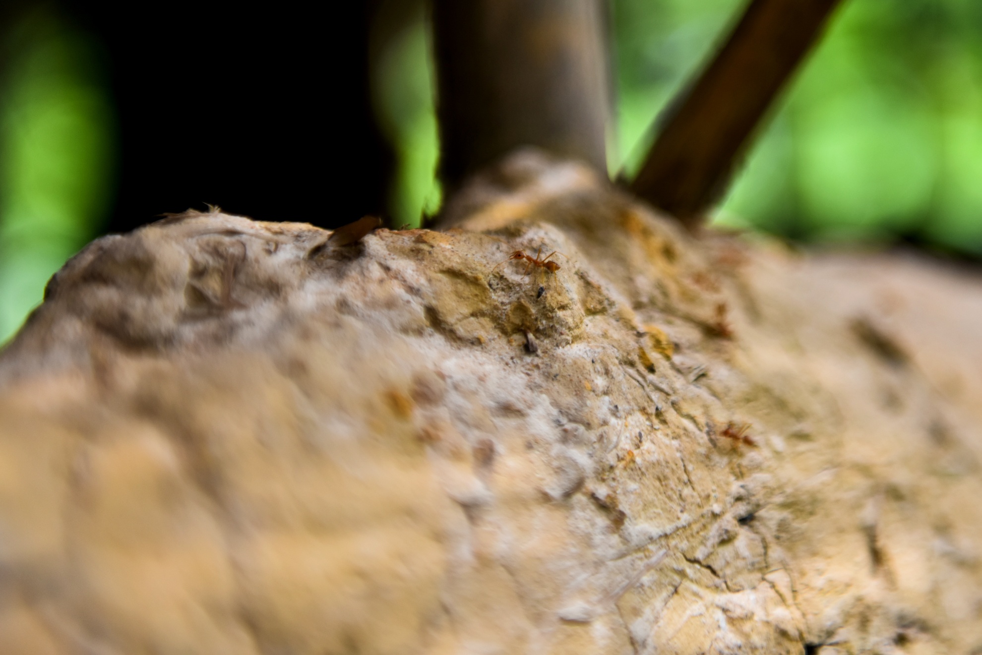 chang trai san xuat ong hut tu thien nhien anh 6