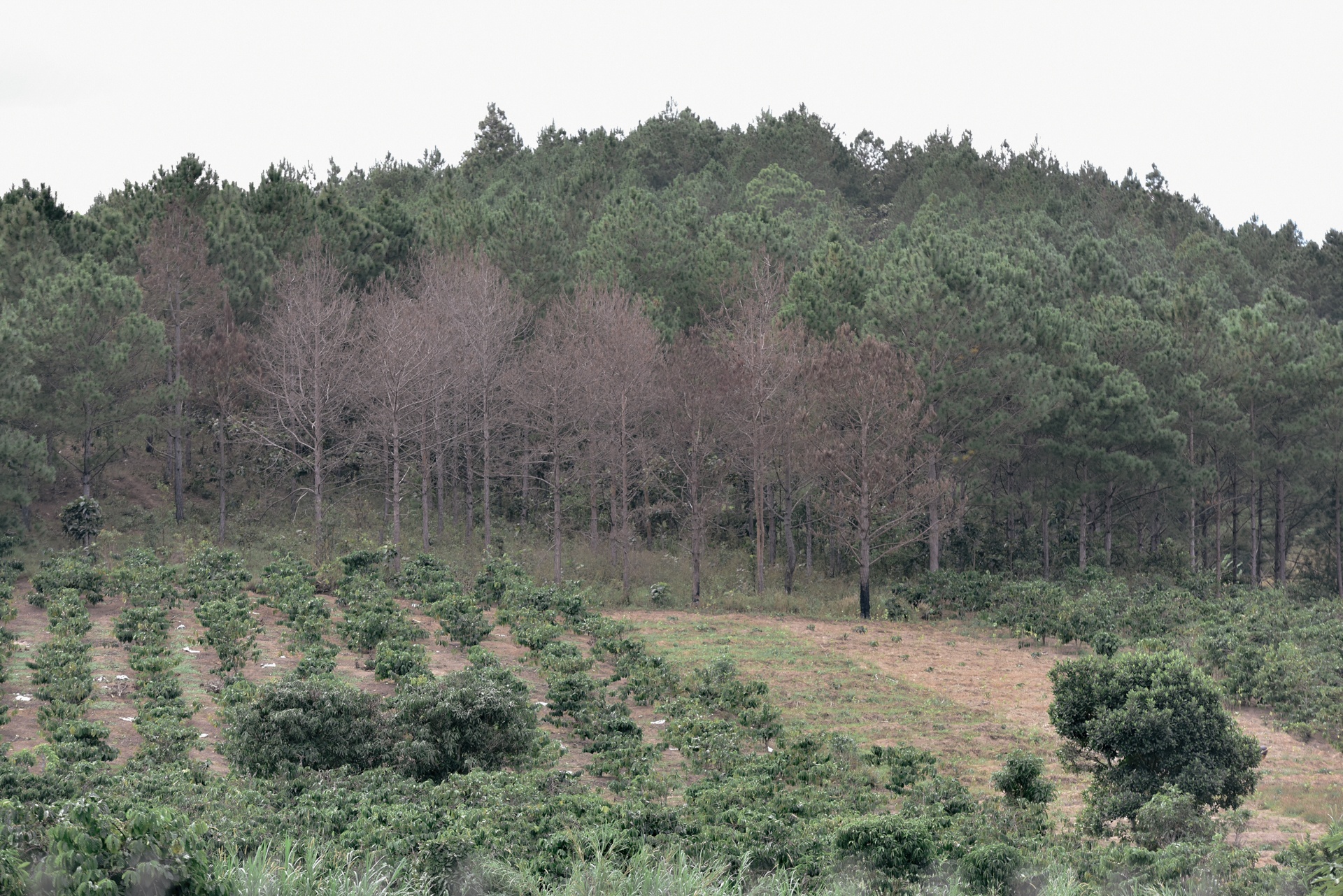 Đà Lạt ảnh 27 Da Lat anh 27