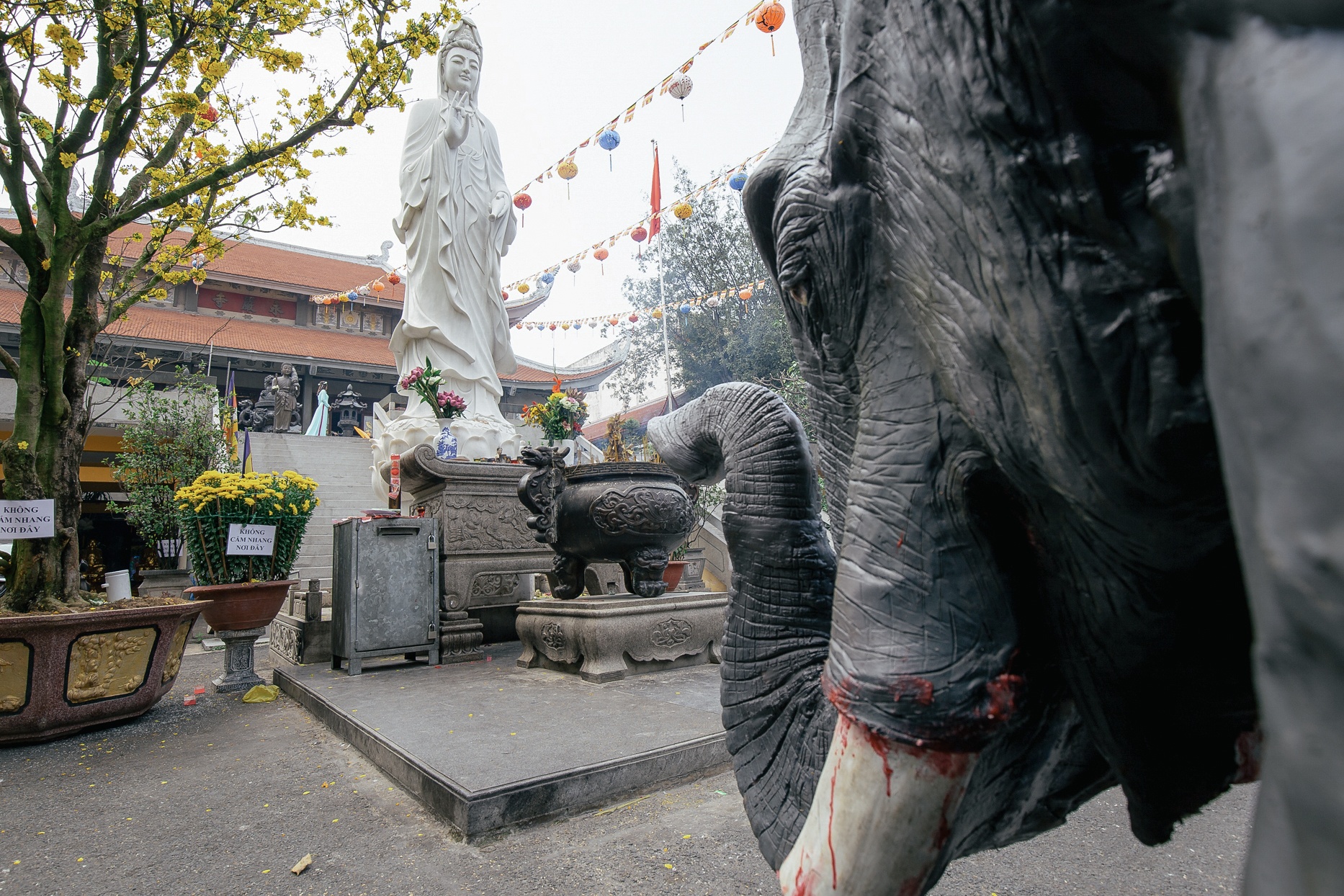 cuu te giac hoang da anh 4