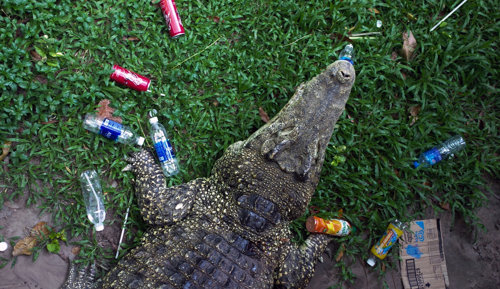 Thao Cam Vien ngap rac trong chuong thu hinh anh