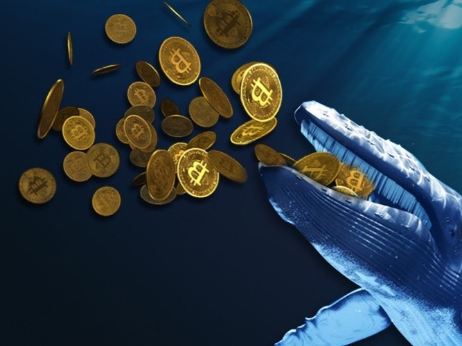 Ca voi Bitcoin thuc giac hinh anh