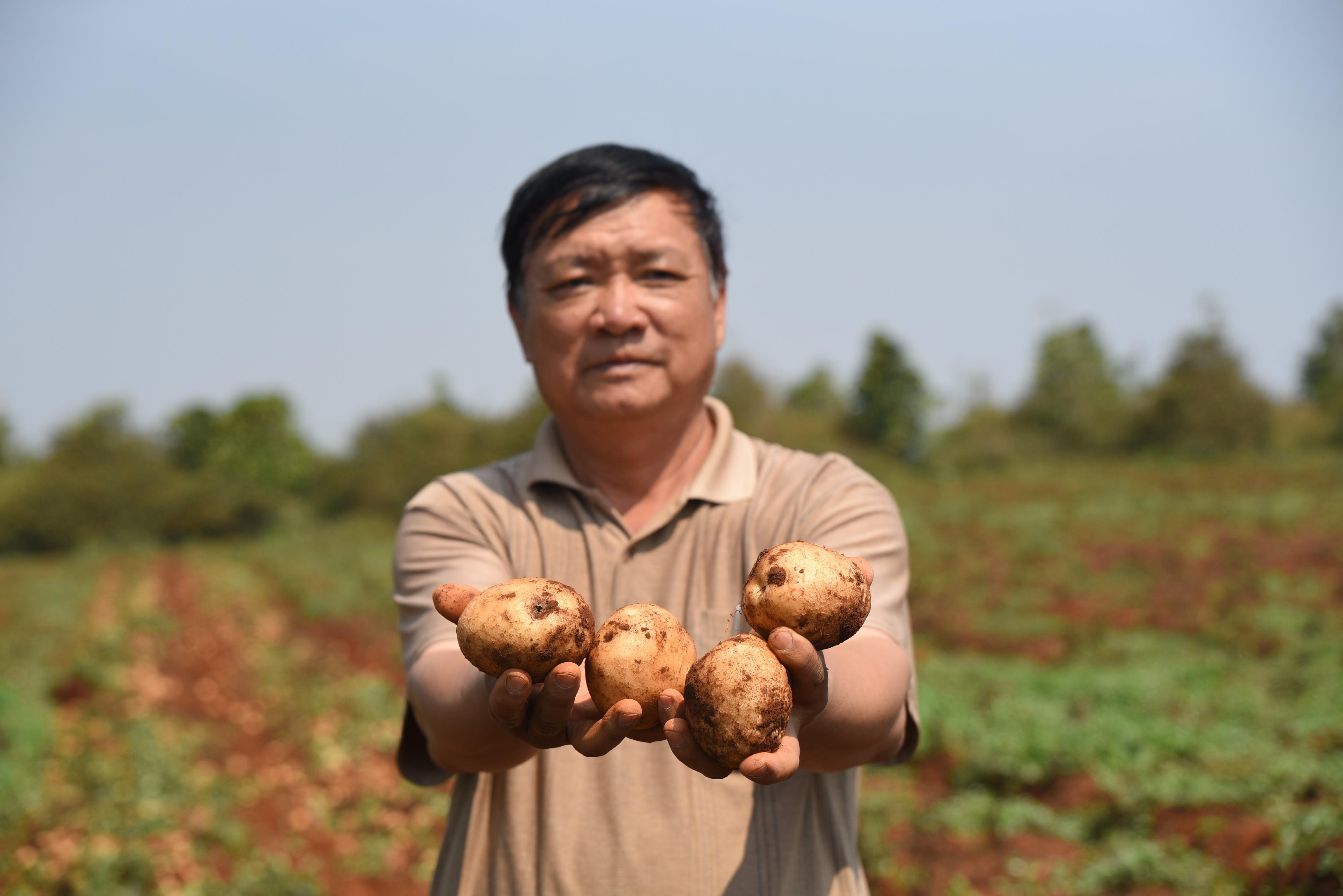 Video: Doanh nghiep bat tay nha nong tao cu hich san xuat khoai tay hinh anh