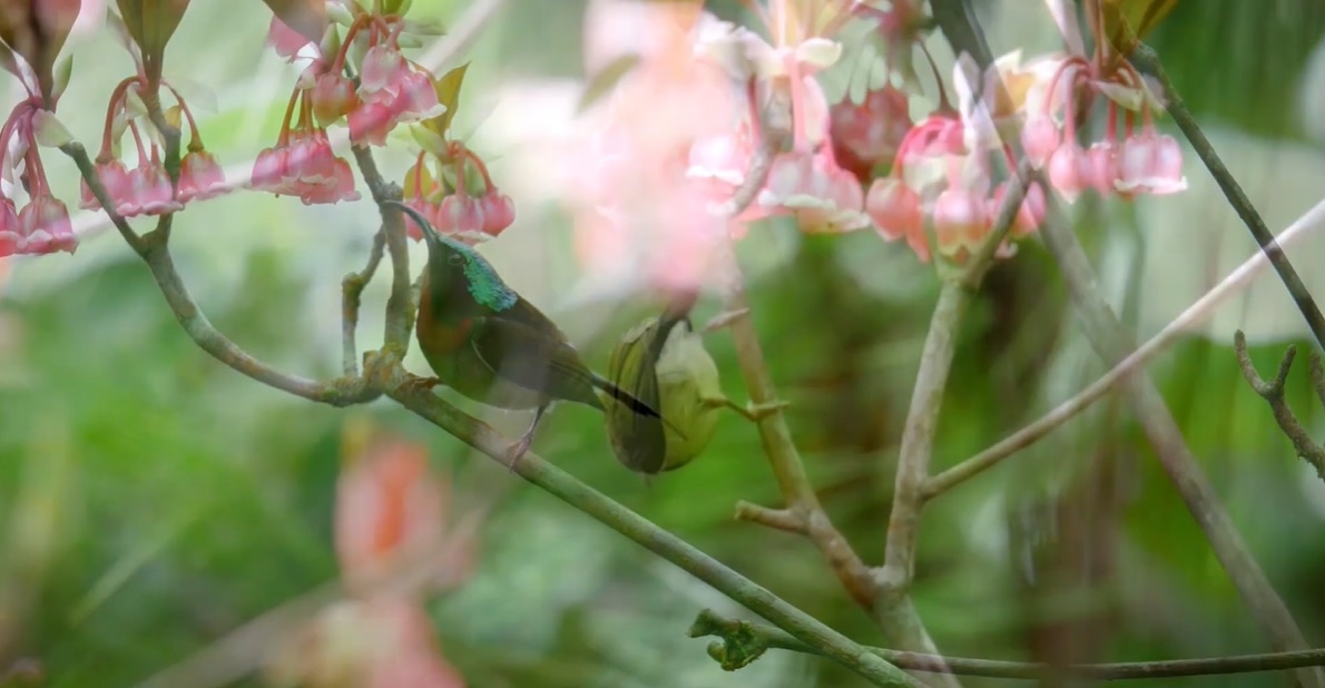 Video Ngam hoa dao chuong doc dao tren dinh Ba Na hinh anh