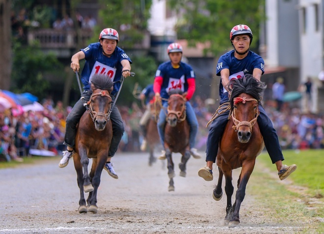 Cho phep kinh doanh dat cuoc tai truong dua ngua, dua cho o Lam Dong hinh anh