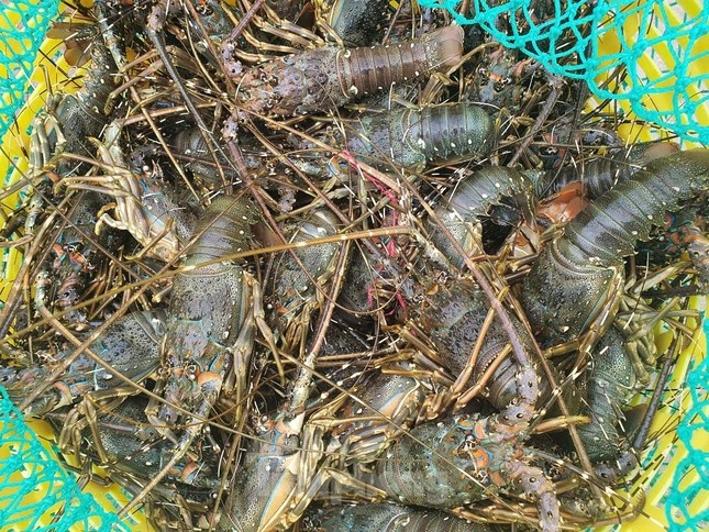 Hai san 'nha giau' rot gia the tham hinh anh