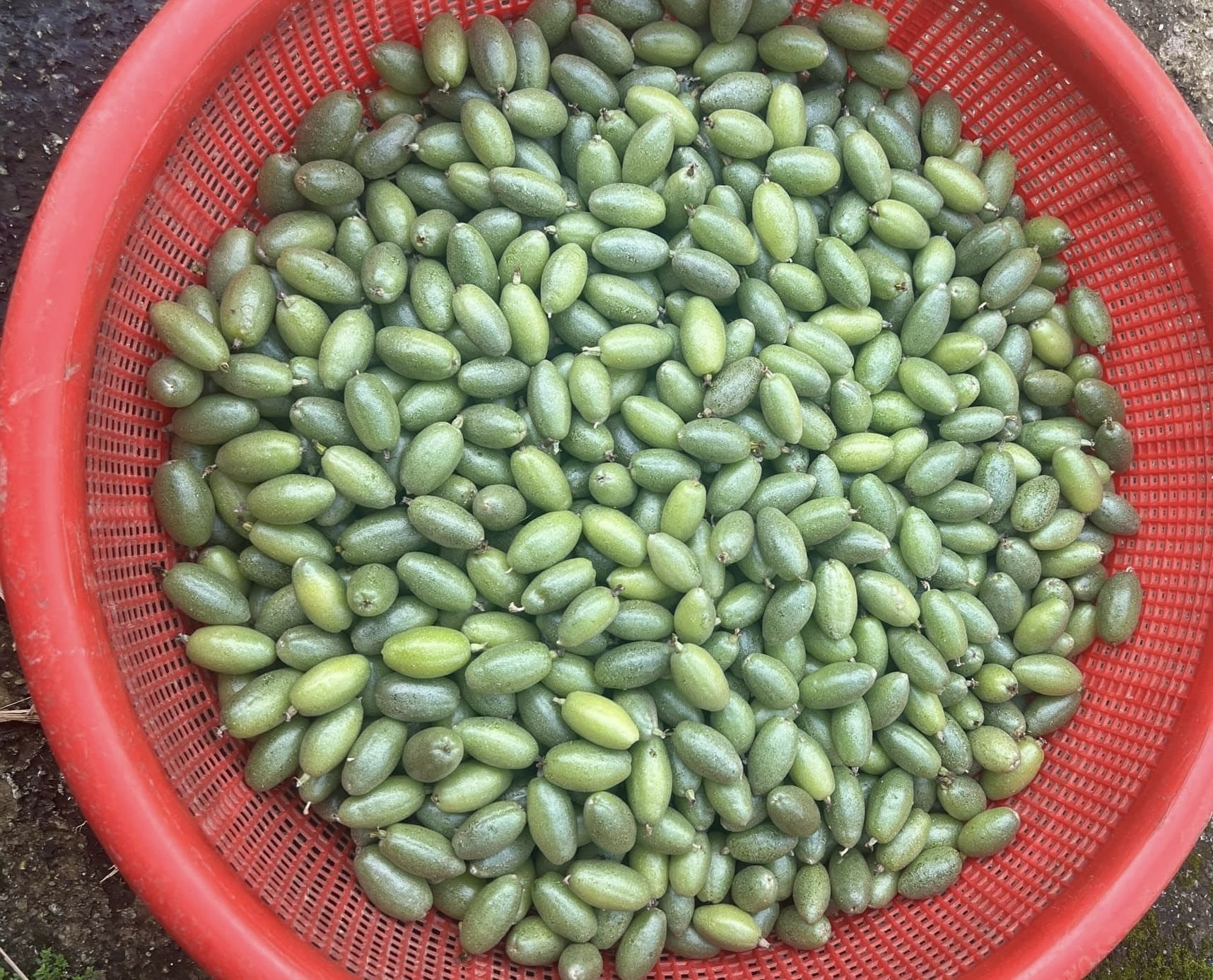 nhot xanh cham cheo anh 1