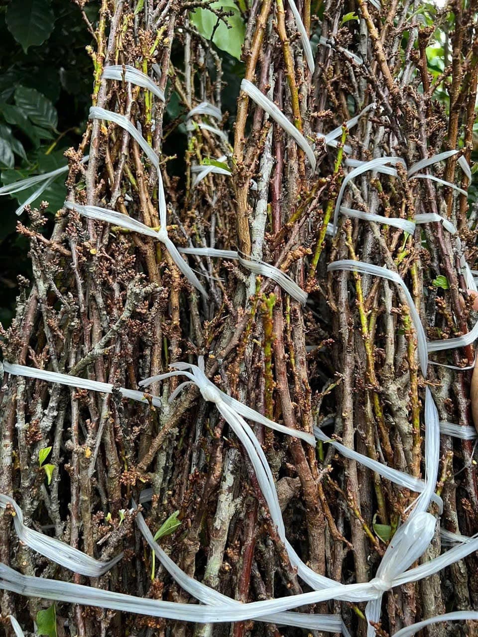 hoa man choi tet anh 2