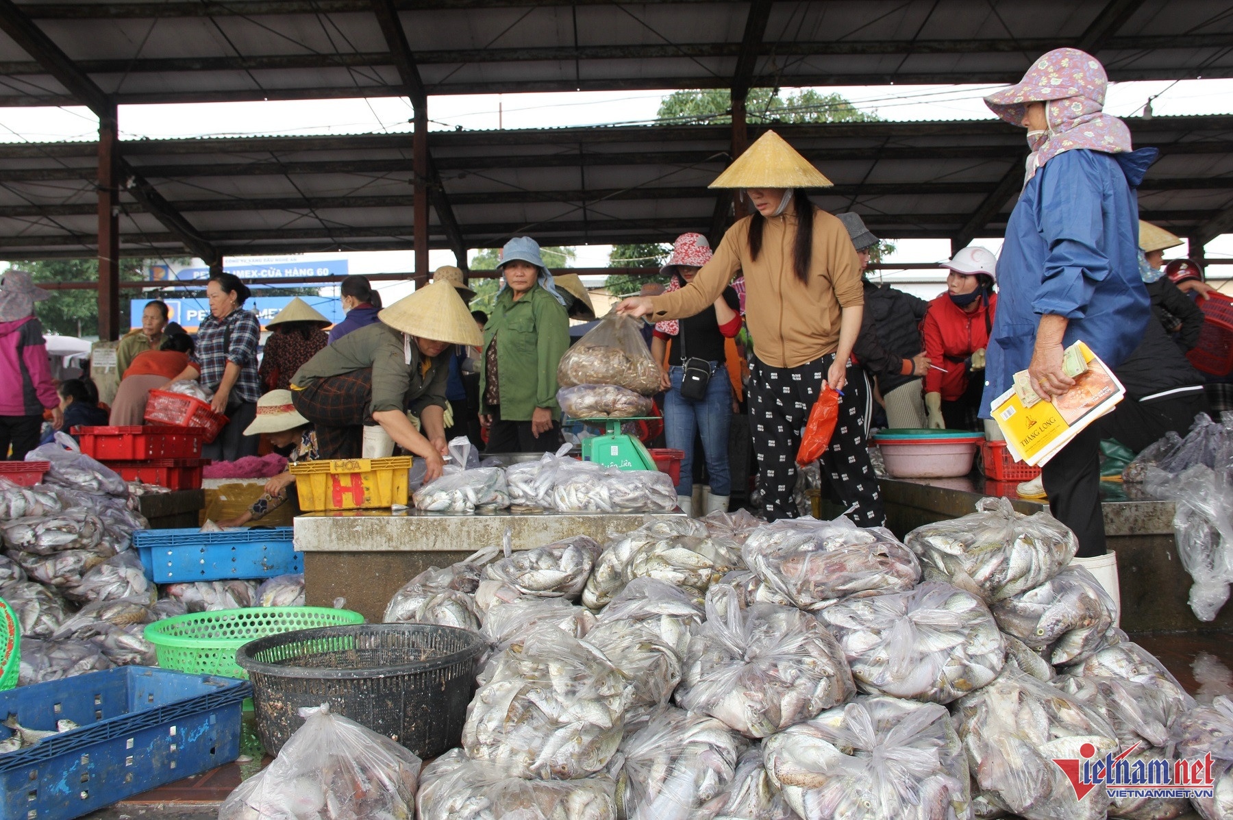 ngu dan,  ngu nghiep anh 6