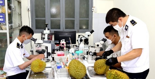 sau rieng xuat khau,  gia sau rieng anh 1