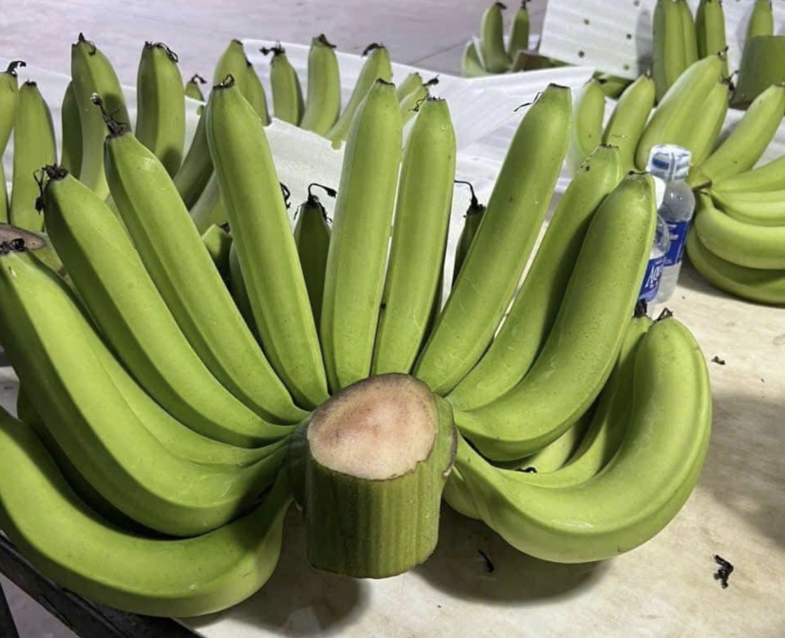 gia chuoi xanh anh 2