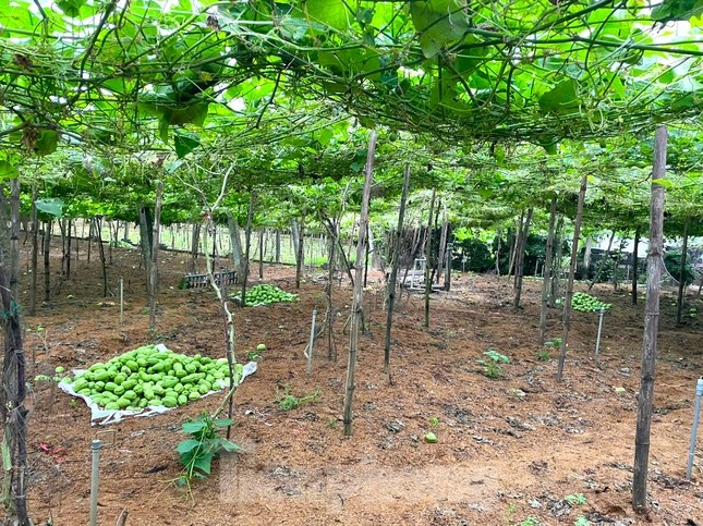 nong san,  nong dan,  gia su su anh 1