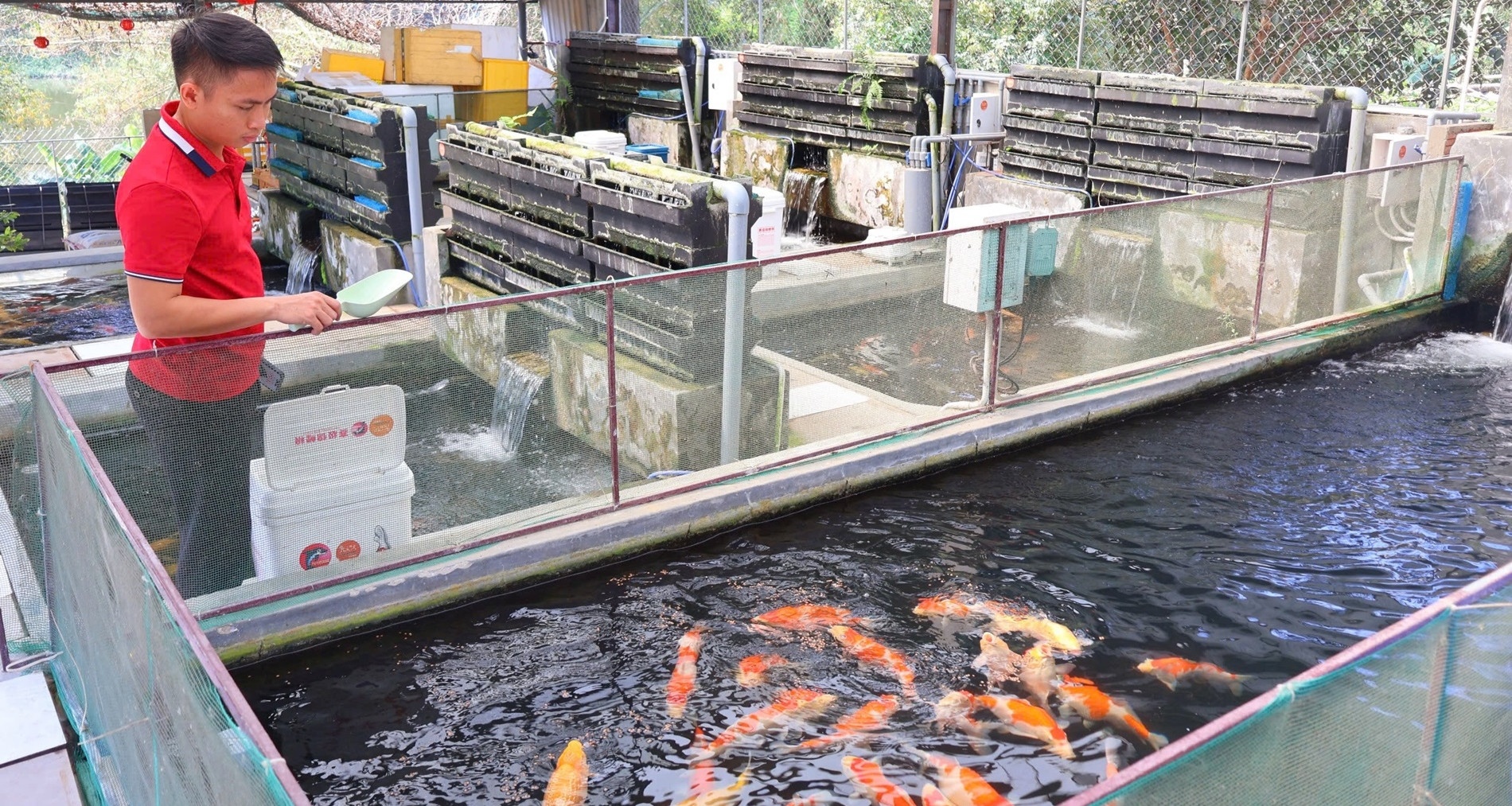 Chang trai bo viec luong cao ve que nuoi ca Koi thu ca ty dong/nam hinh anh