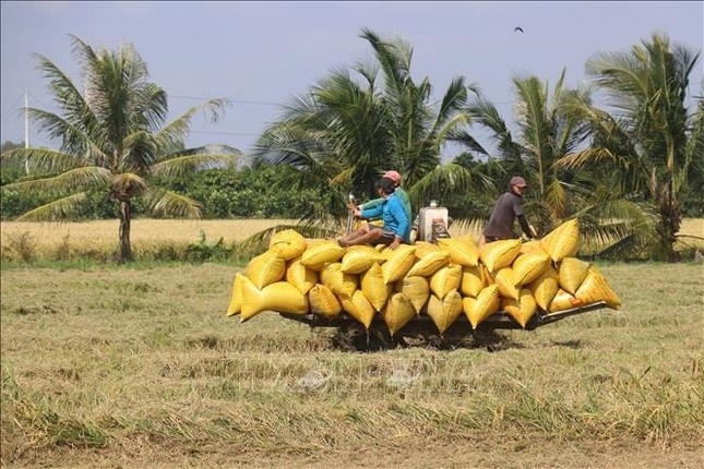 gia gao xuat khau anh 2