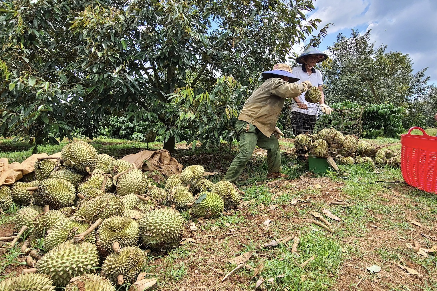 Sau rieng cho thu 1-2,5 ty dong/ha, tinh nao trong nhieu nhat? hinh anh
