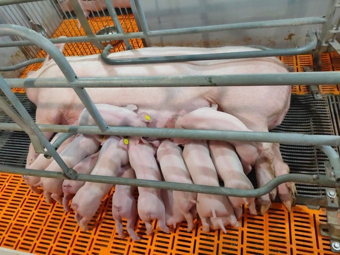 Gia heo hoi tang giup cac 'dai gia' chan nuoi lai dam hinh anh