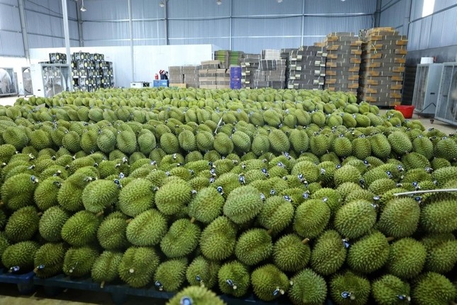 sau rieng viet nam anh 1