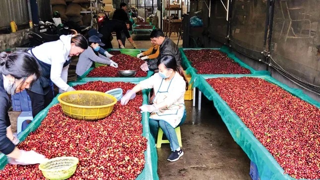 ca phe xuat khau,  viet nam anh 2