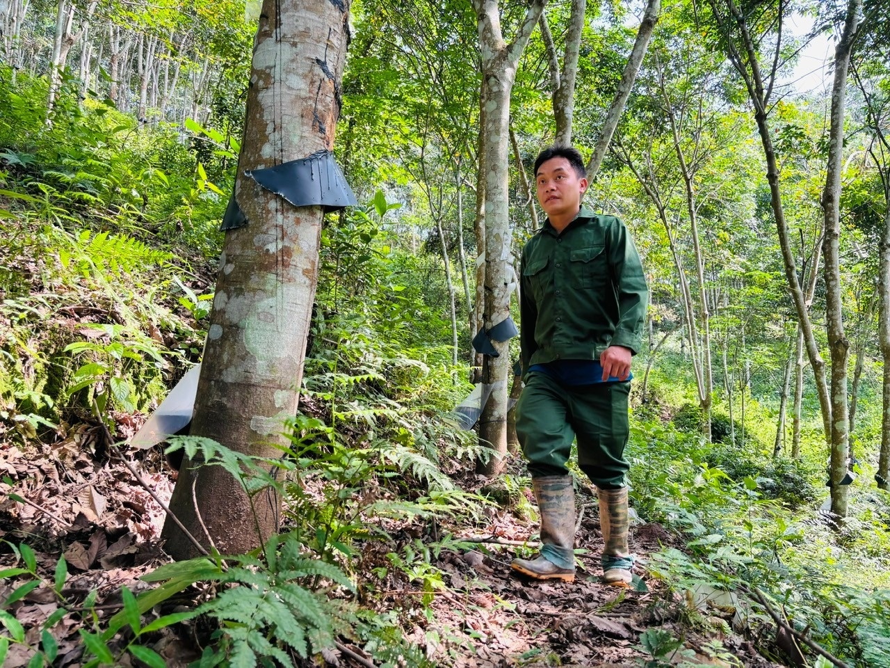 cay cao su anh 1
