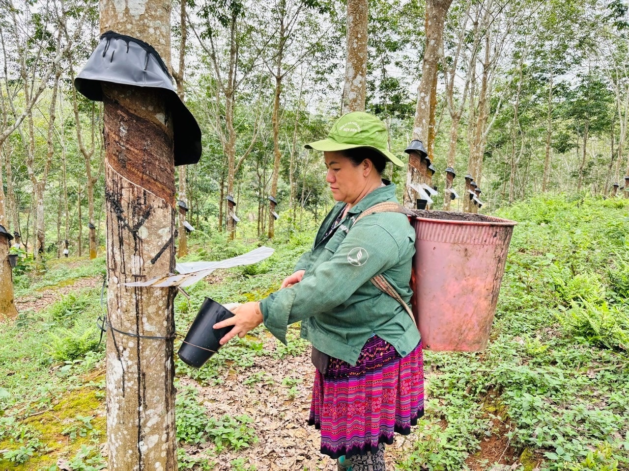 cay cao su anh 3