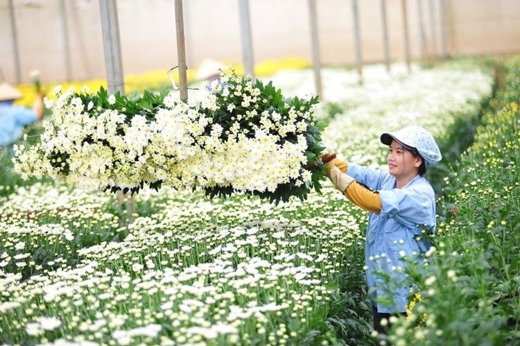 La tre bong dung dat khach, loai hoa dan da tro thanh 'ngoi sao' hinh anh
