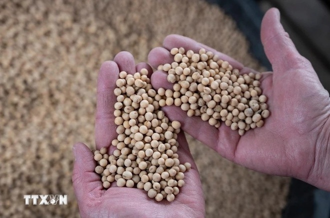 gao xuat khau,  gao viet nam,  gia gao xuat khau anh 1