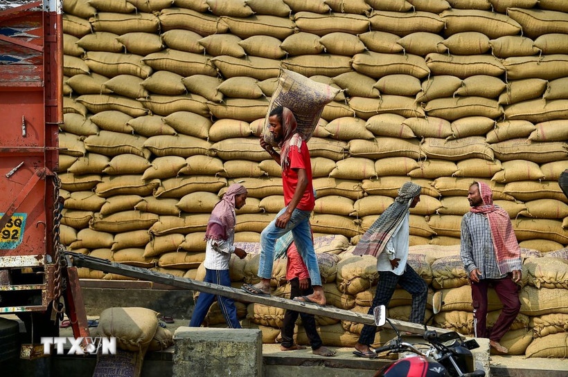 Gia gao An Do van o muc thap, gao Viet Nam tang 395 USD/tan hinh anh