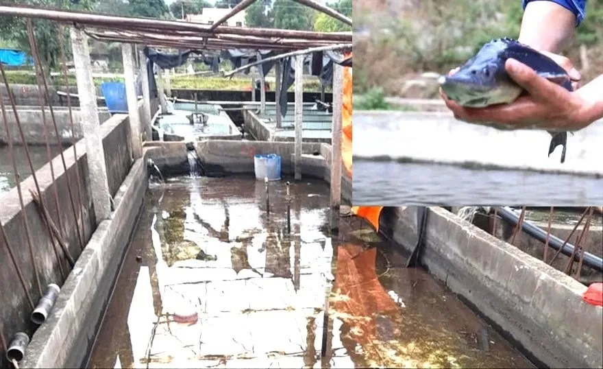 Ca tam Trung Quoc o at vao Viet Nam, nguoi nuoi trong nuoc lao dao hinh anh