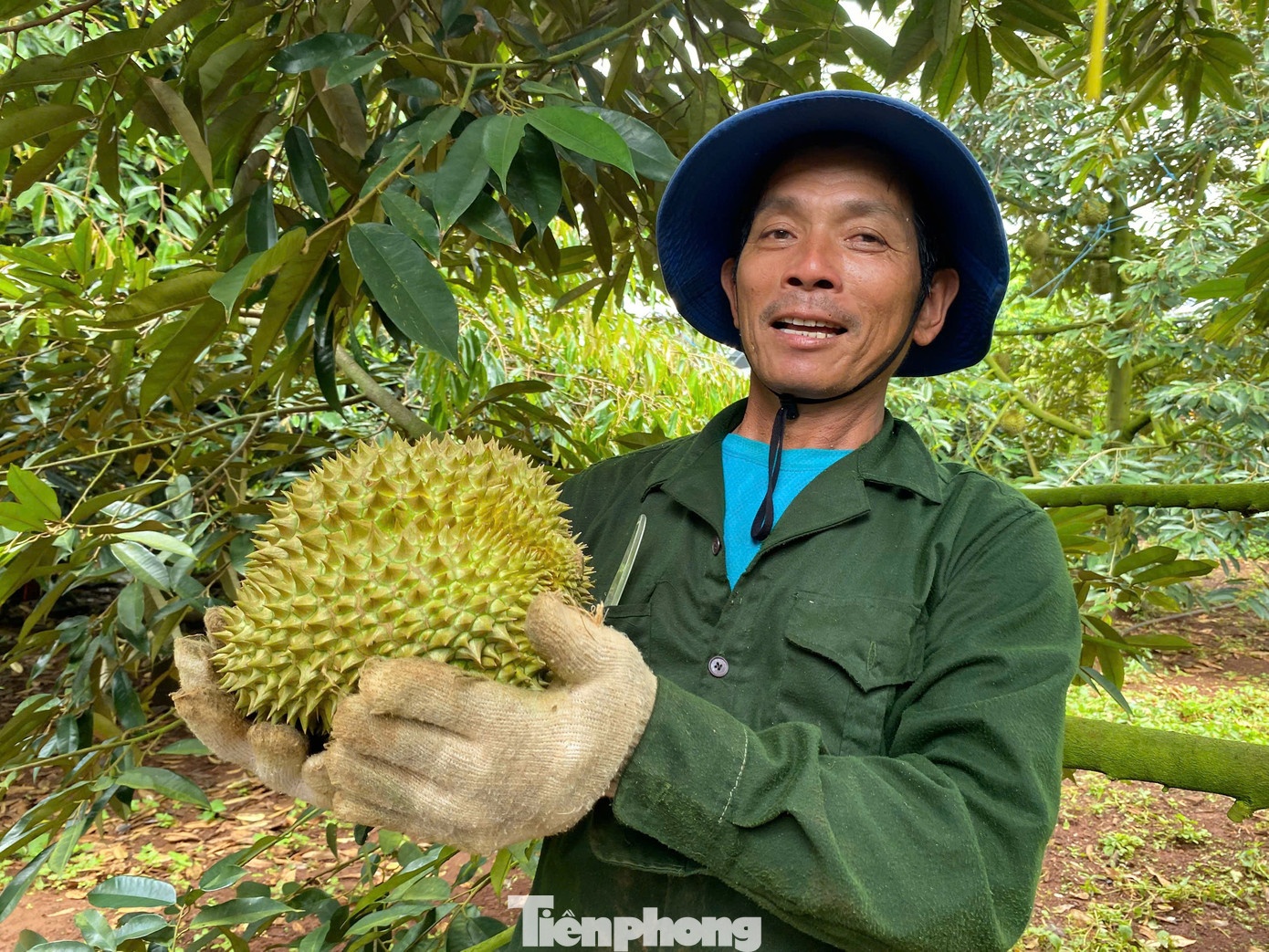 gia sau rieng,  sau rieng Dak Lak,  sau rieng xuat khau anh 4