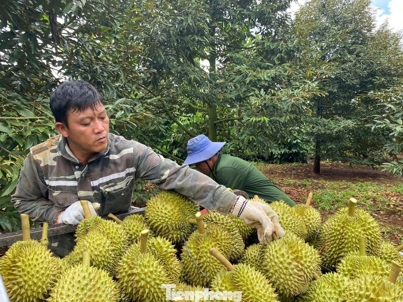gia sau rieng,  sau rieng Dak Lak,  sau rieng xuat khau anh 3