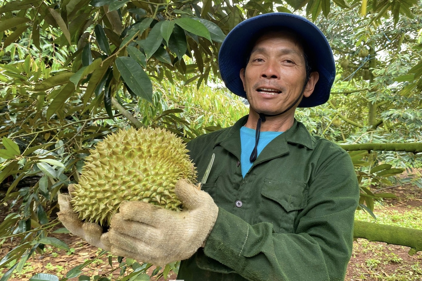 Buon sau rieng nhanh giau nhung de 'bay' so do hinh anh