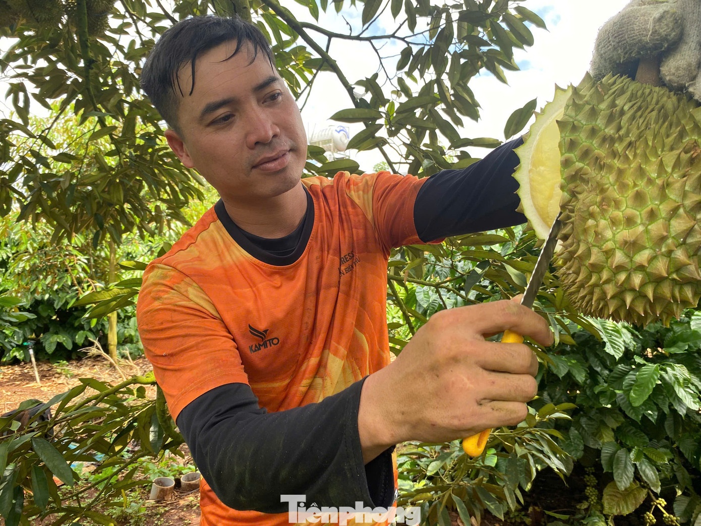 gia sau rieng,  sau rieng Dak Lak,  sau rieng xuat khau anh 5