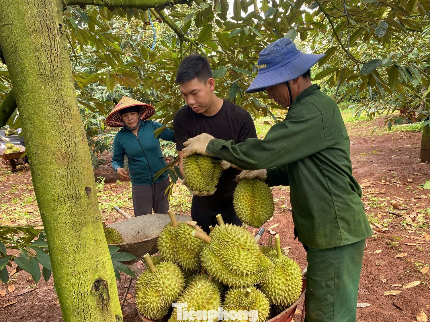 gia sau rieng,  sau rieng Dak Lak,  sau rieng xuat khau anh 9