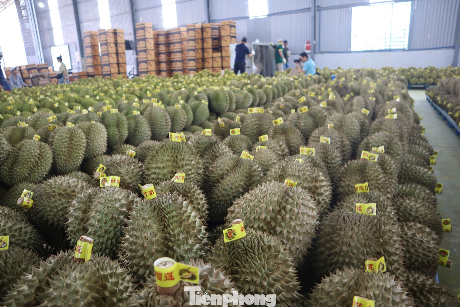 gia sau rieng,  sau rieng Dak Lak,  sau rieng xuat khau anh 7