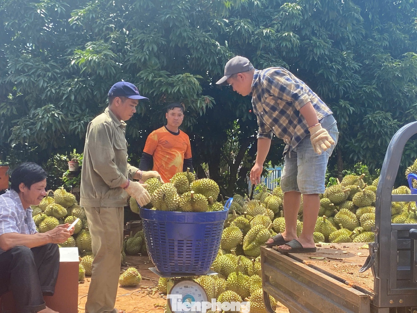 gia sau rieng,  sau rieng Dak Lak,  sau rieng xuat khau anh 2