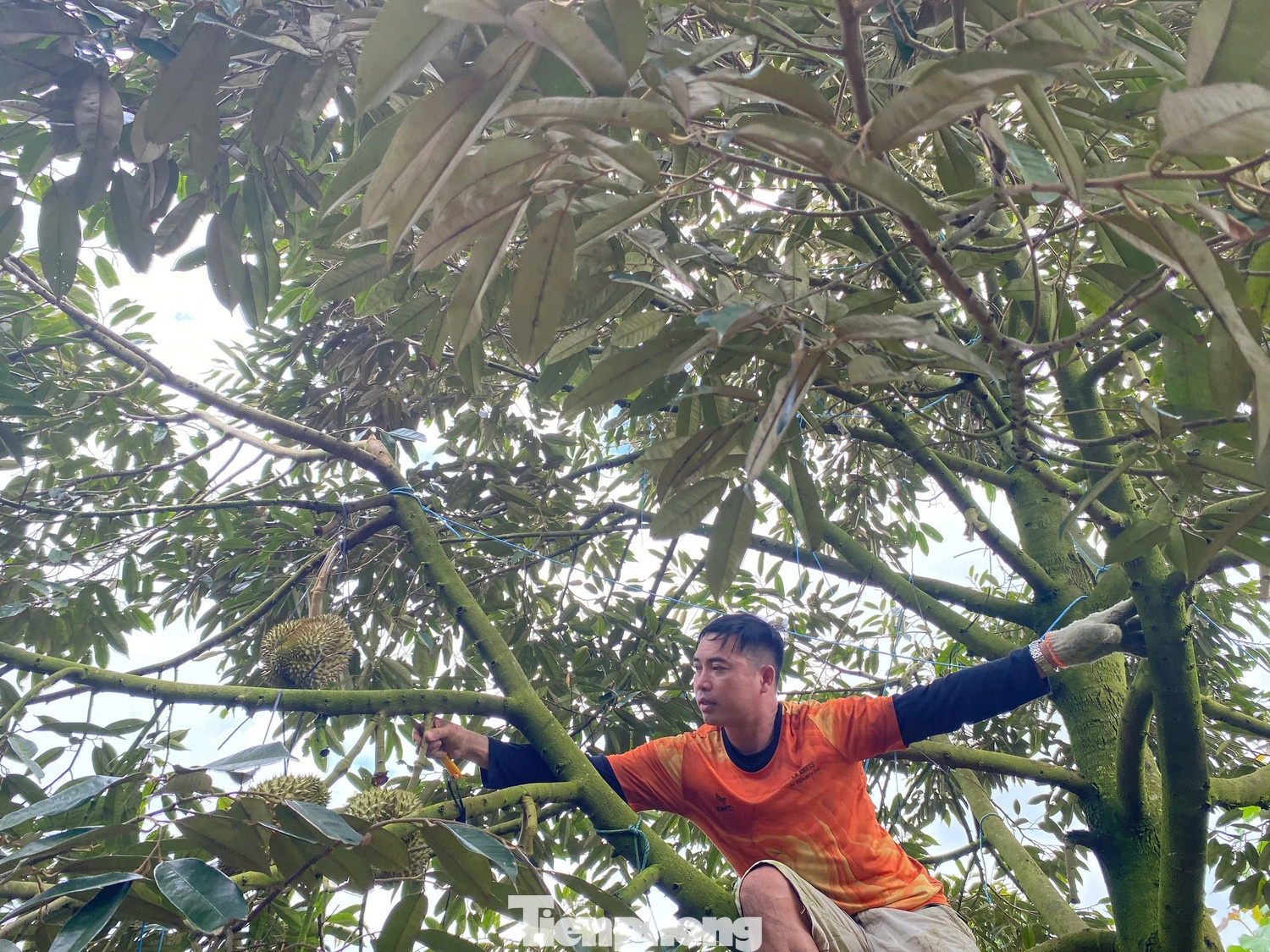 gia sau rieng,  sau rieng Dak Lak,  sau rieng xuat khau anh 6