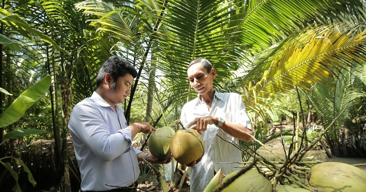 dua xuat khau,  dua viet nam,  dua trung quoc anh 1