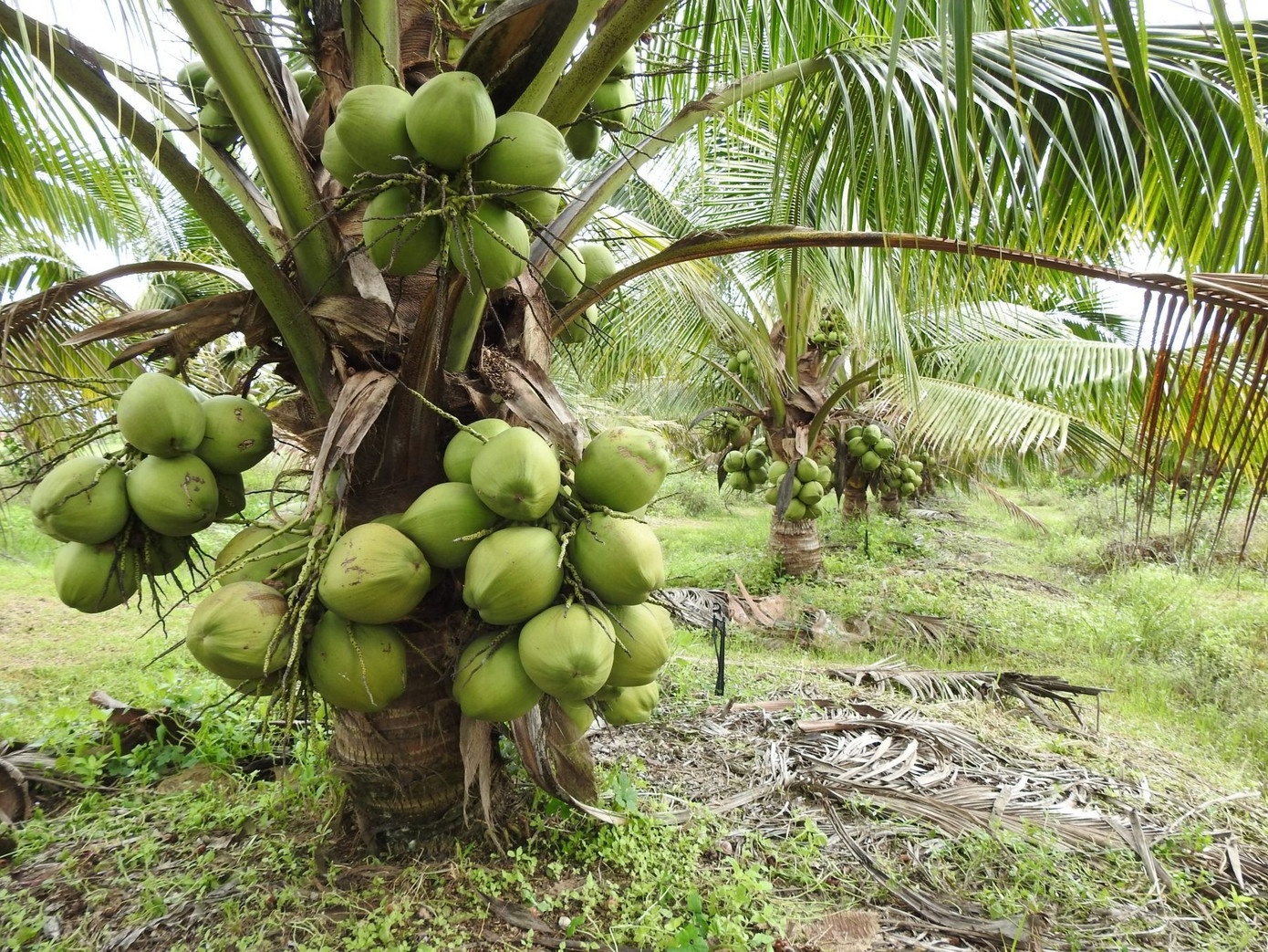 dua xuat khau,  dua viet nam,  dua trung quoc anh 2