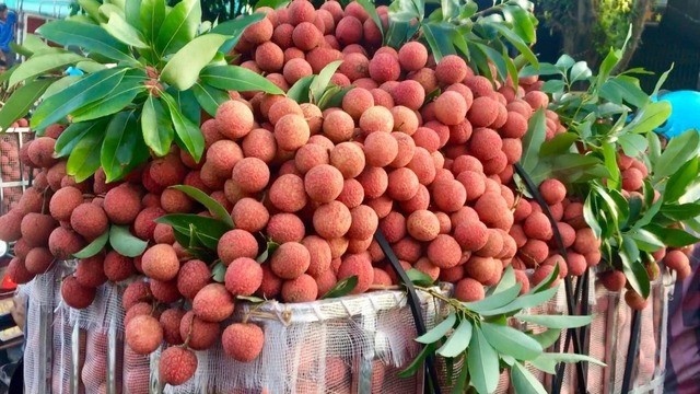 sau rieng xuat khau,  xuat khau sau rieng,  xuat khau nong san anh 1