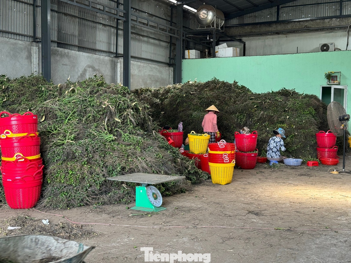 trung quoc mua cau,  gia cau,  cau quang ngai anh 5