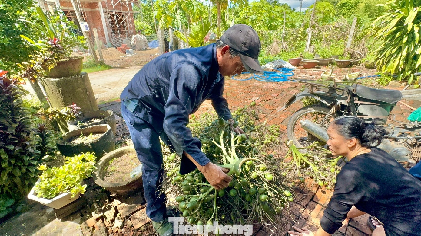 trung quoc mua cau,  gia cau,  cau quang ngai anh 2