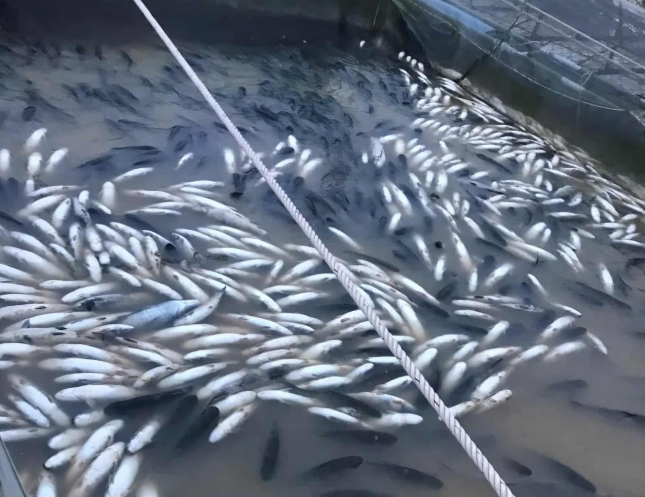 Gan 1.000 tan ca chet trang sau lu, nong dan Hue vot ca song ban thao hinh anh