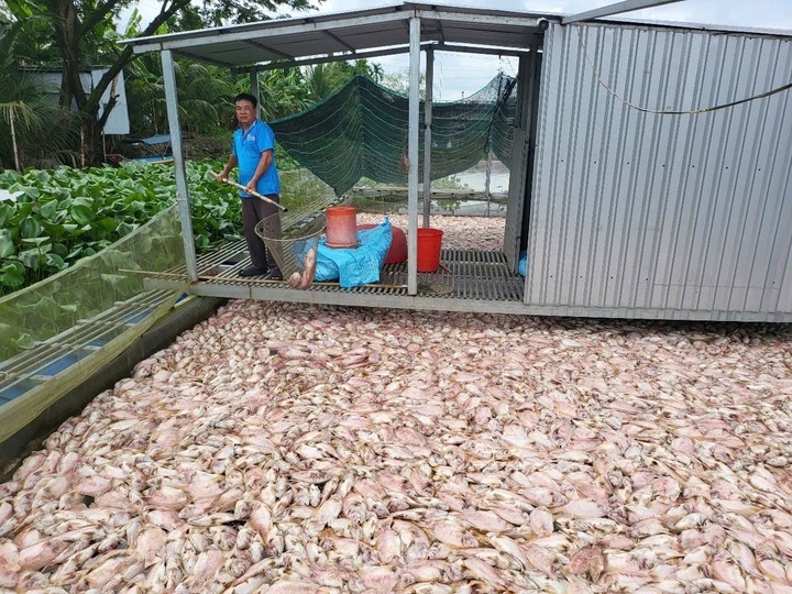 Tram tan ca dieu hong o Can Tho chet bat thuong, nguoi dan mat tien ty hinh anh