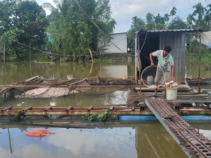 ca chet can tho,  nong dan can tho,  nuoi ca can tho anh 2