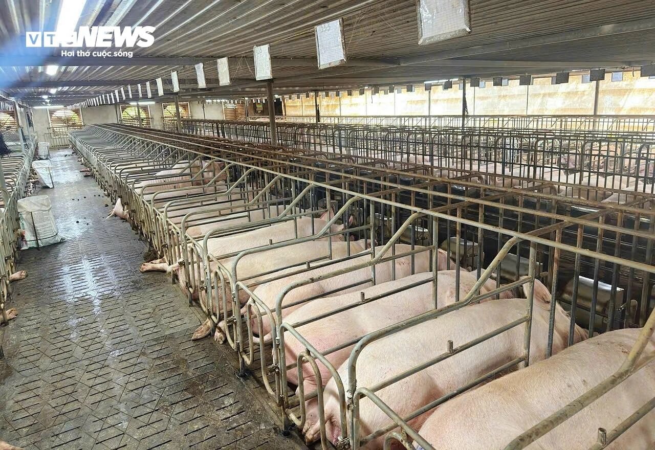 nguon cung heo,  dan heo ca nuoc,  heo hoi anh 4