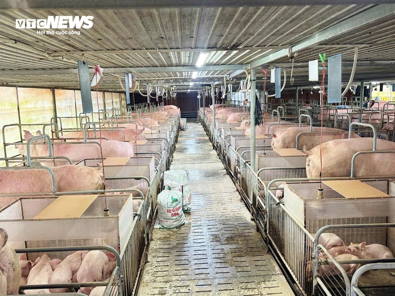 nguon cung heo,  dan heo ca nuoc,  heo hoi anh 1