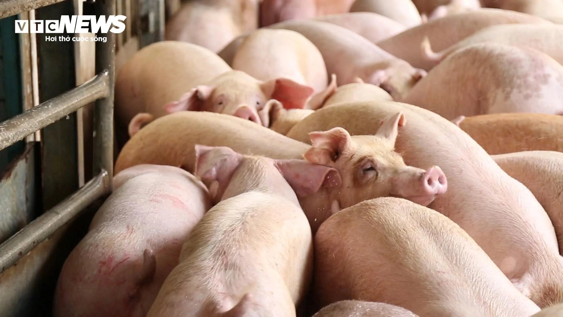 nguon cung heo,  dan heo ca nuoc,  heo hoi anh 2