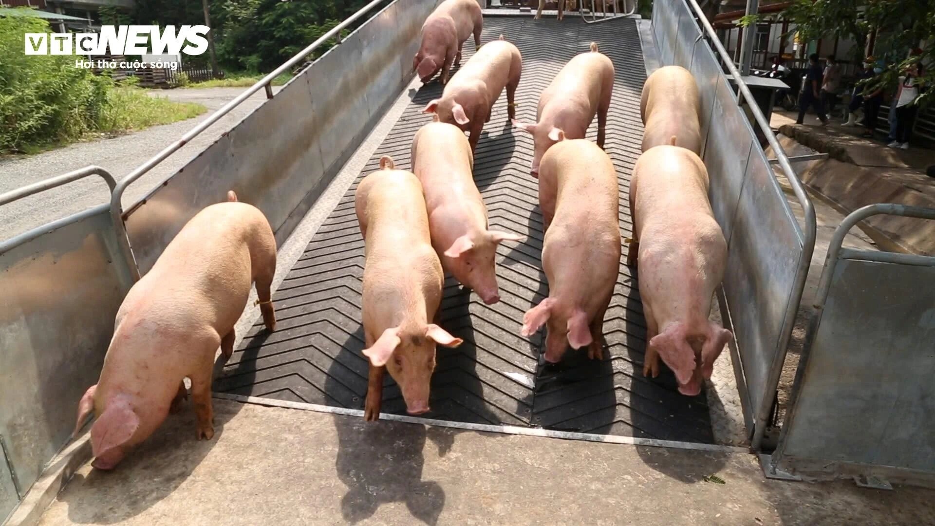 nguon cung heo,  dan heo ca nuoc,  heo hoi anh 3