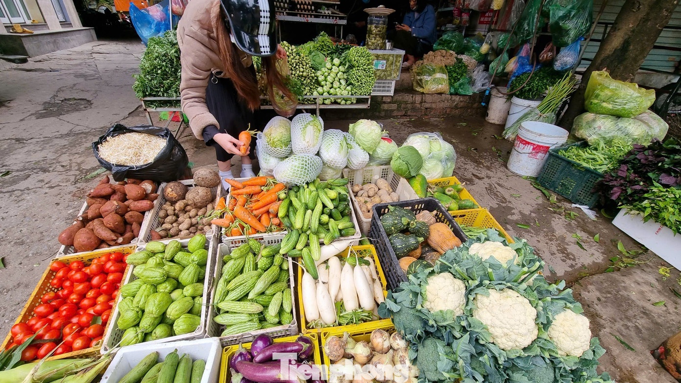 rau tang gia,  gia rau xanh,  lam phat anh 1