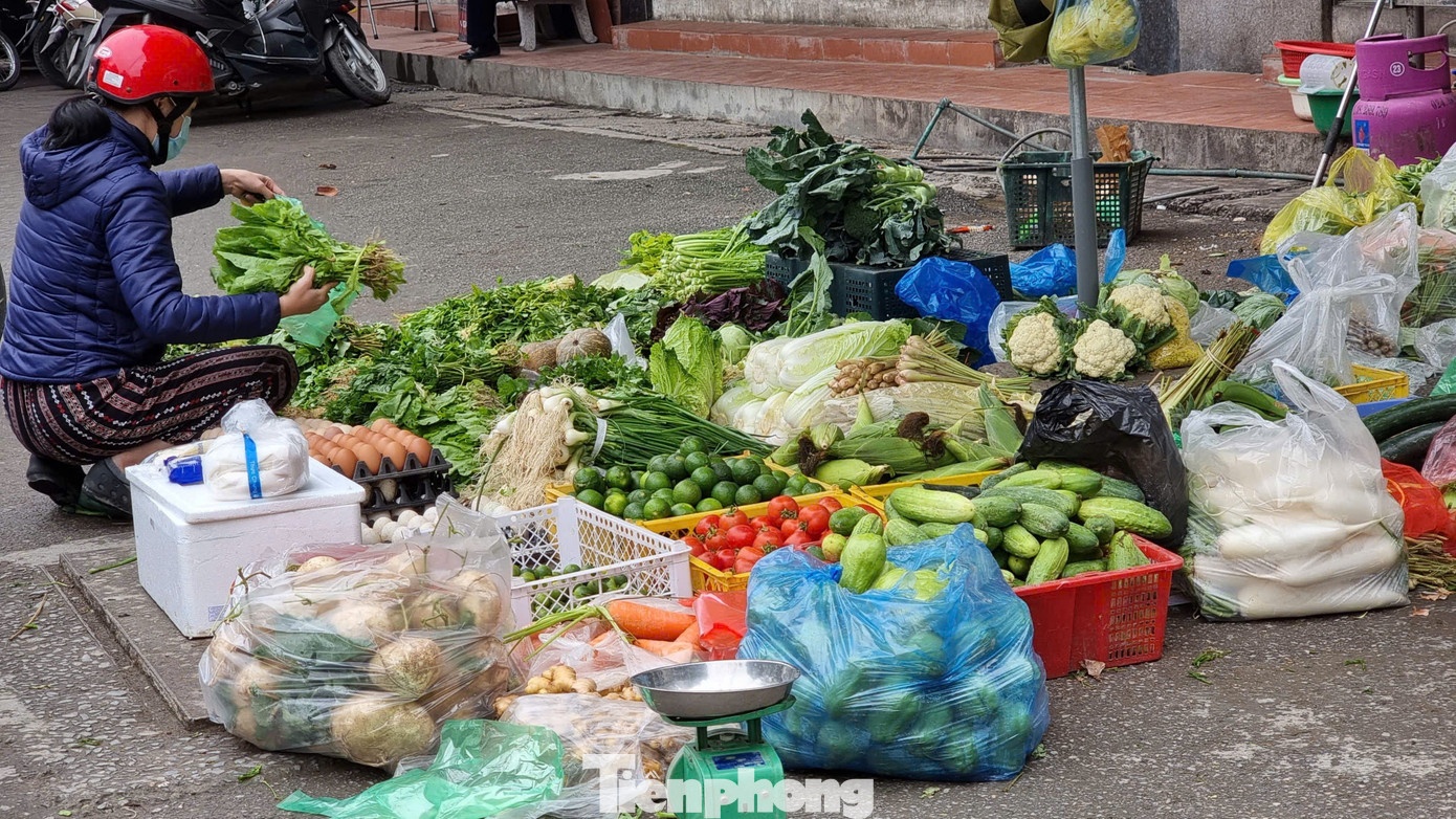 rau tang gia,  gia rau xanh,  lam phat anh 2